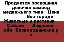 Продается роскошная девочка самоед медвежьего типа › Цена ­ 35 000 - Все города Животные и растения » Собаки   . Амурская обл.,Сковородинский р-н